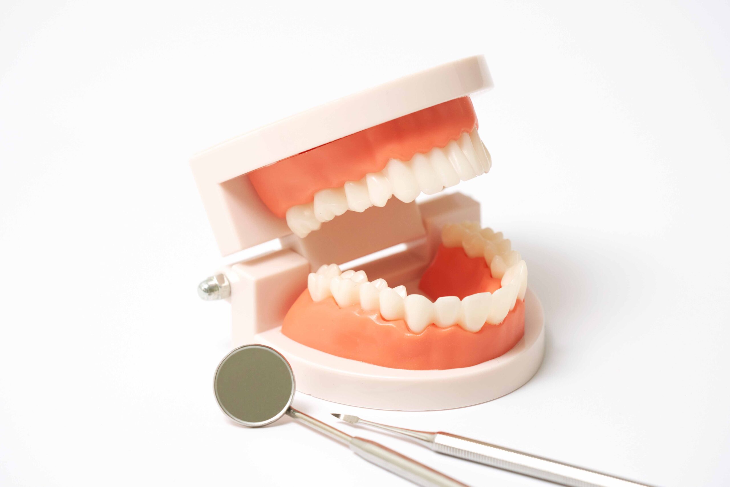 歯の模型と歯の治療器具